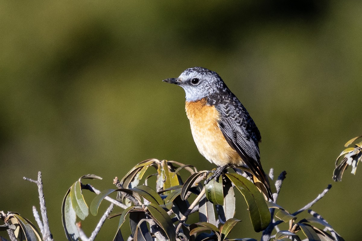 Miombo Rock-Thrush - ML638911930