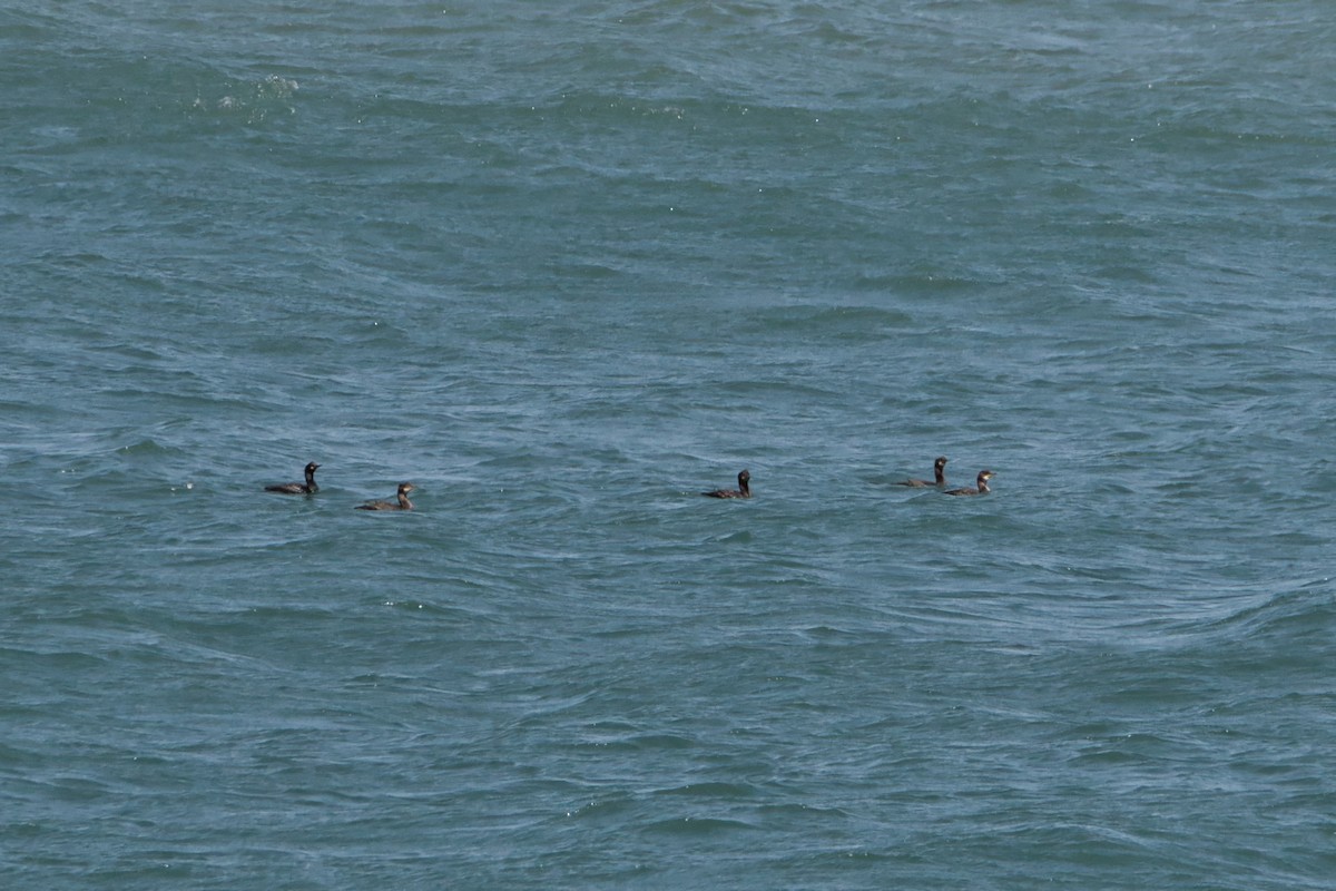 Great Cormorant - ML638911931