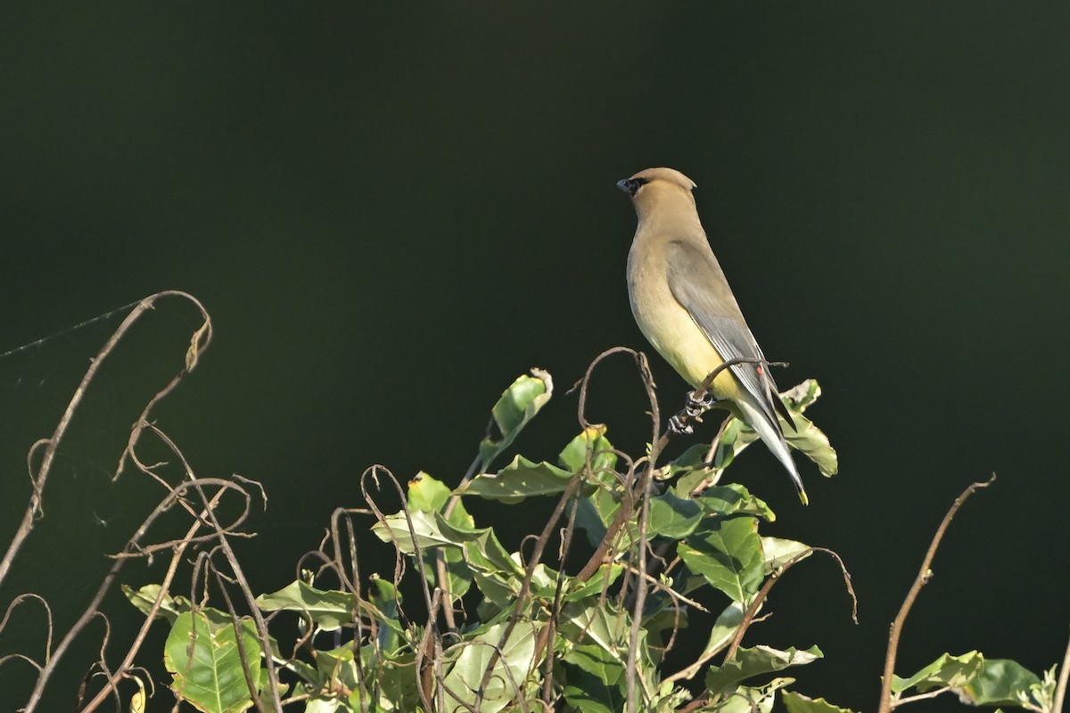 Cedar Waxwing - ML638911944