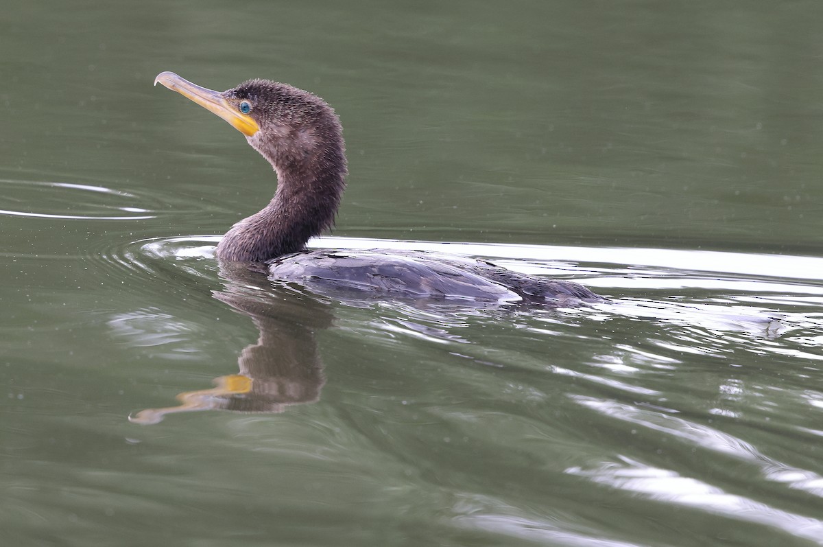 Neotropic Cormorant - ML638911968