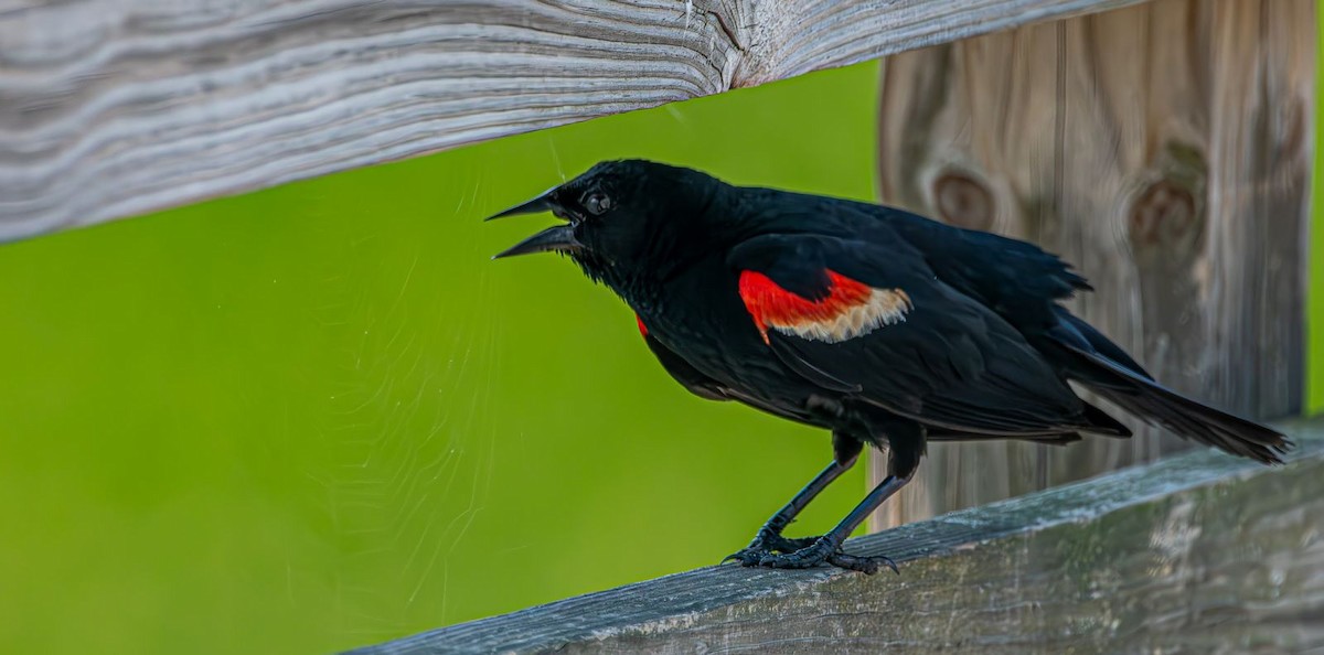 Red-winged Blackbird - ML638911970