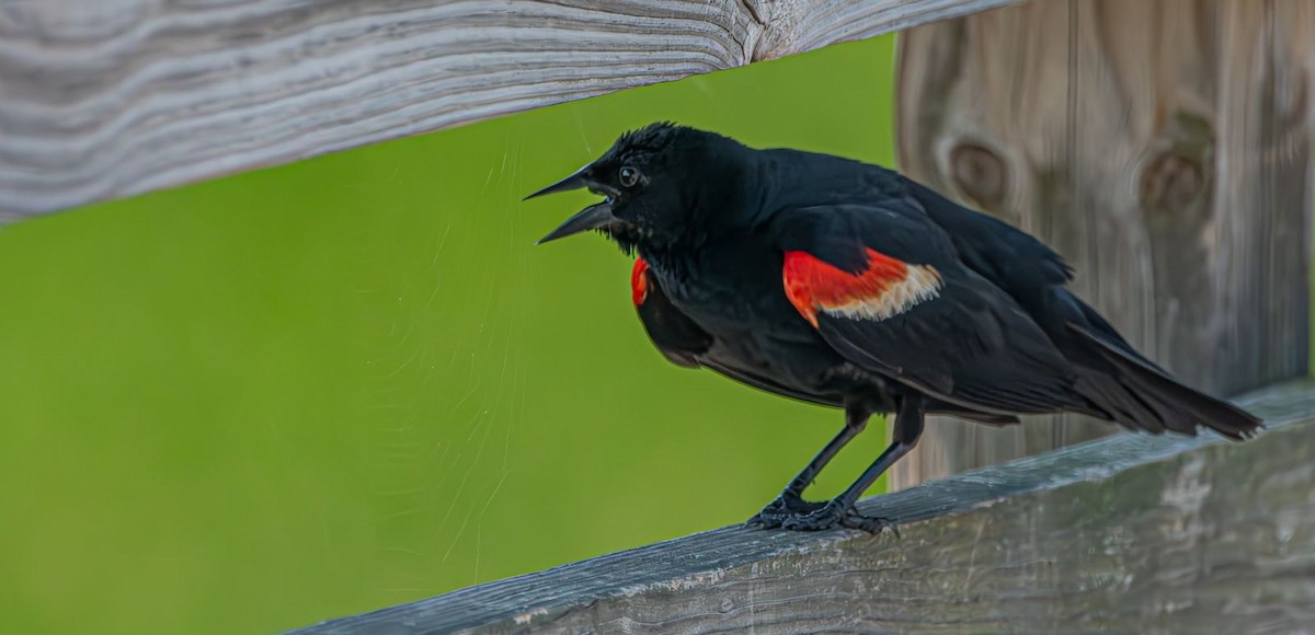 Red-winged Blackbird - ML638911971