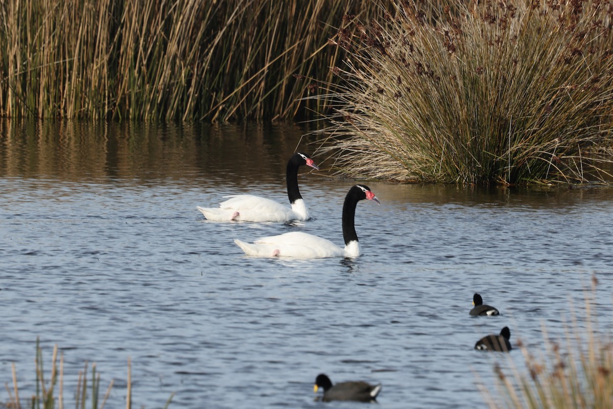 Black-necked Swan - ML638911977