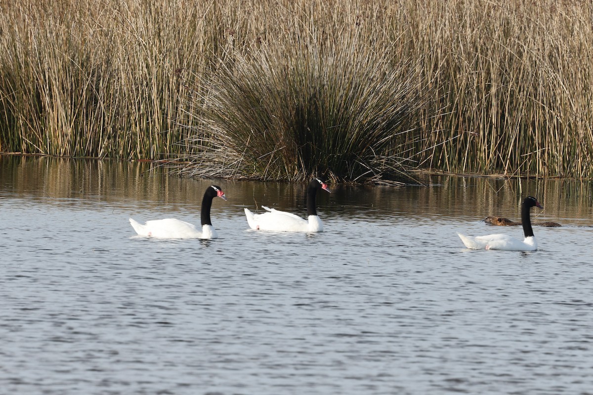 Black-necked Swan - ML638911978