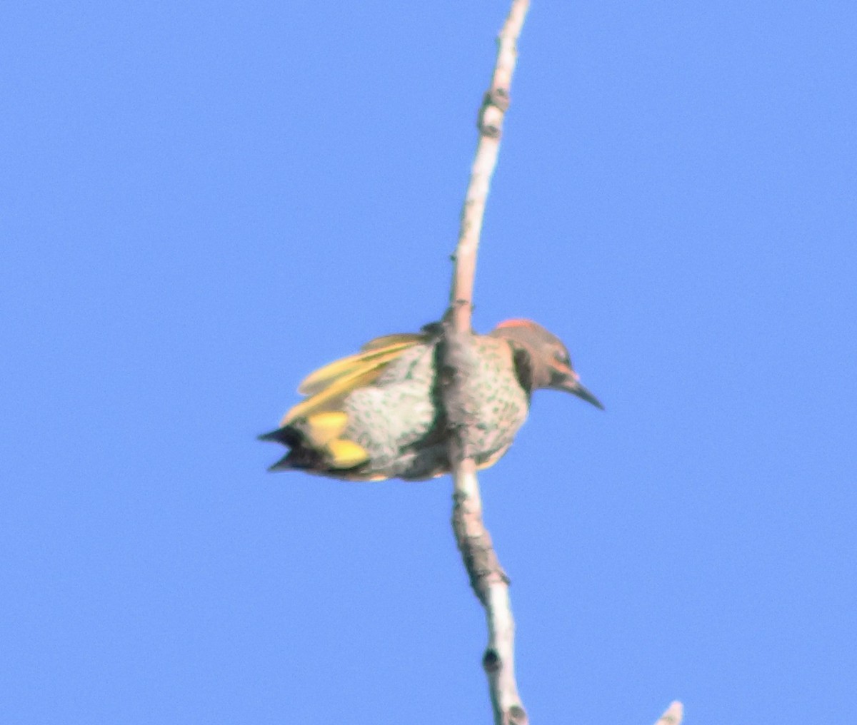 Northern Flicker (Red-shafted) - ML638911979