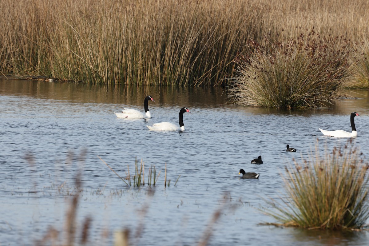 Black-necked Swan - ML638911982