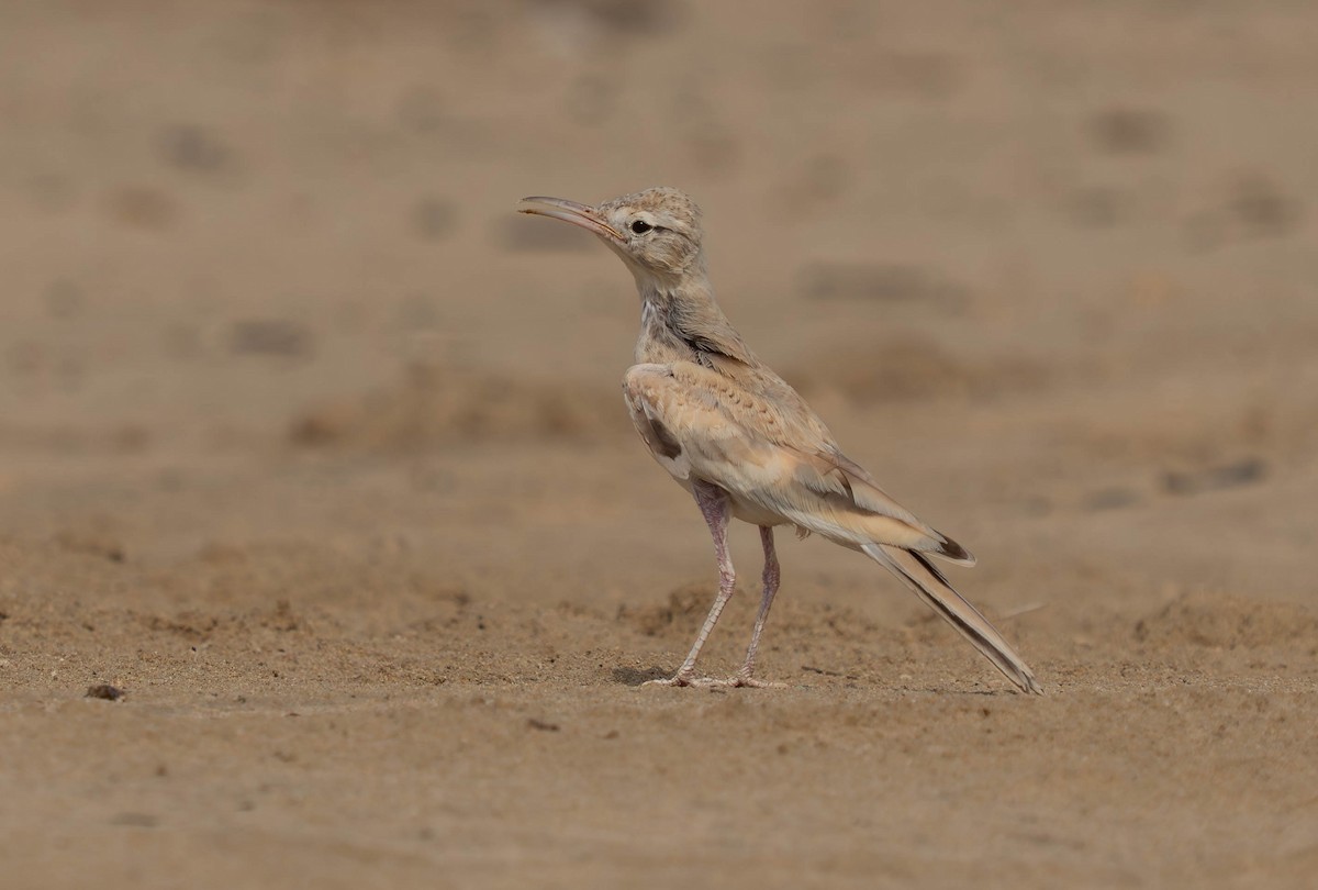 Greater Hoopoe-Lark - ML638911989