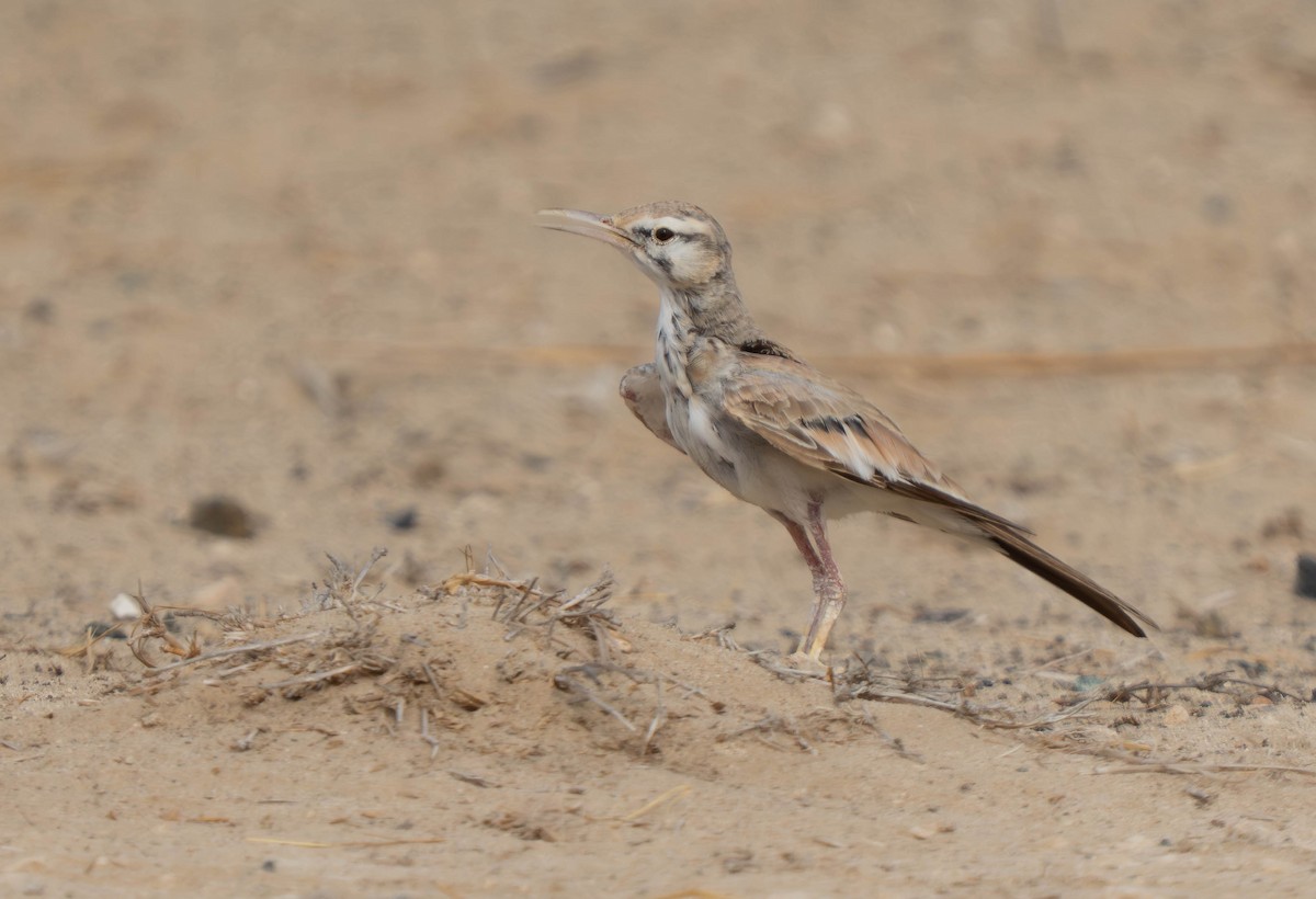 Greater Hoopoe-Lark - ML638911990