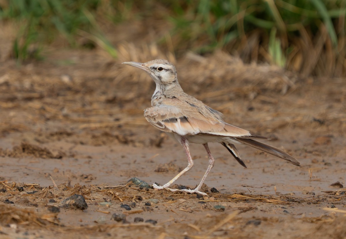 Greater Hoopoe-Lark - ML638911991