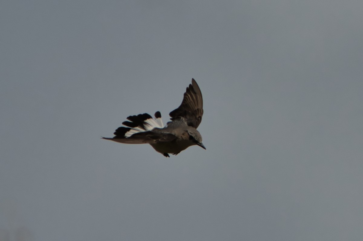 Northern Wheatear - ML638911992