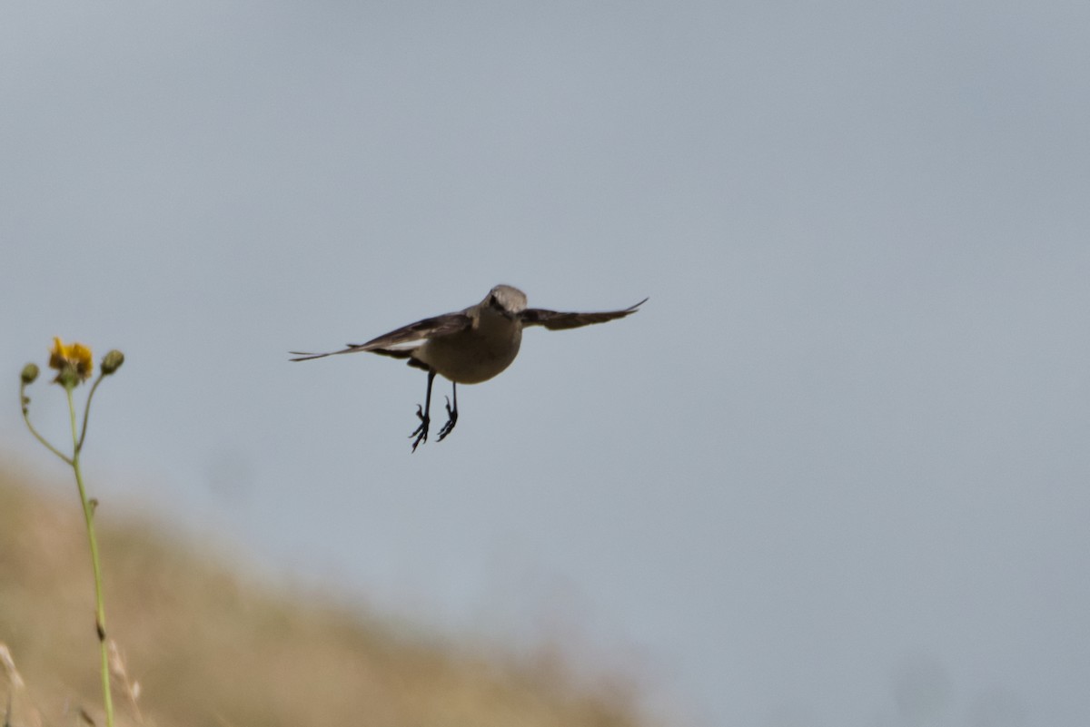 Northern Wheatear - ML638911994