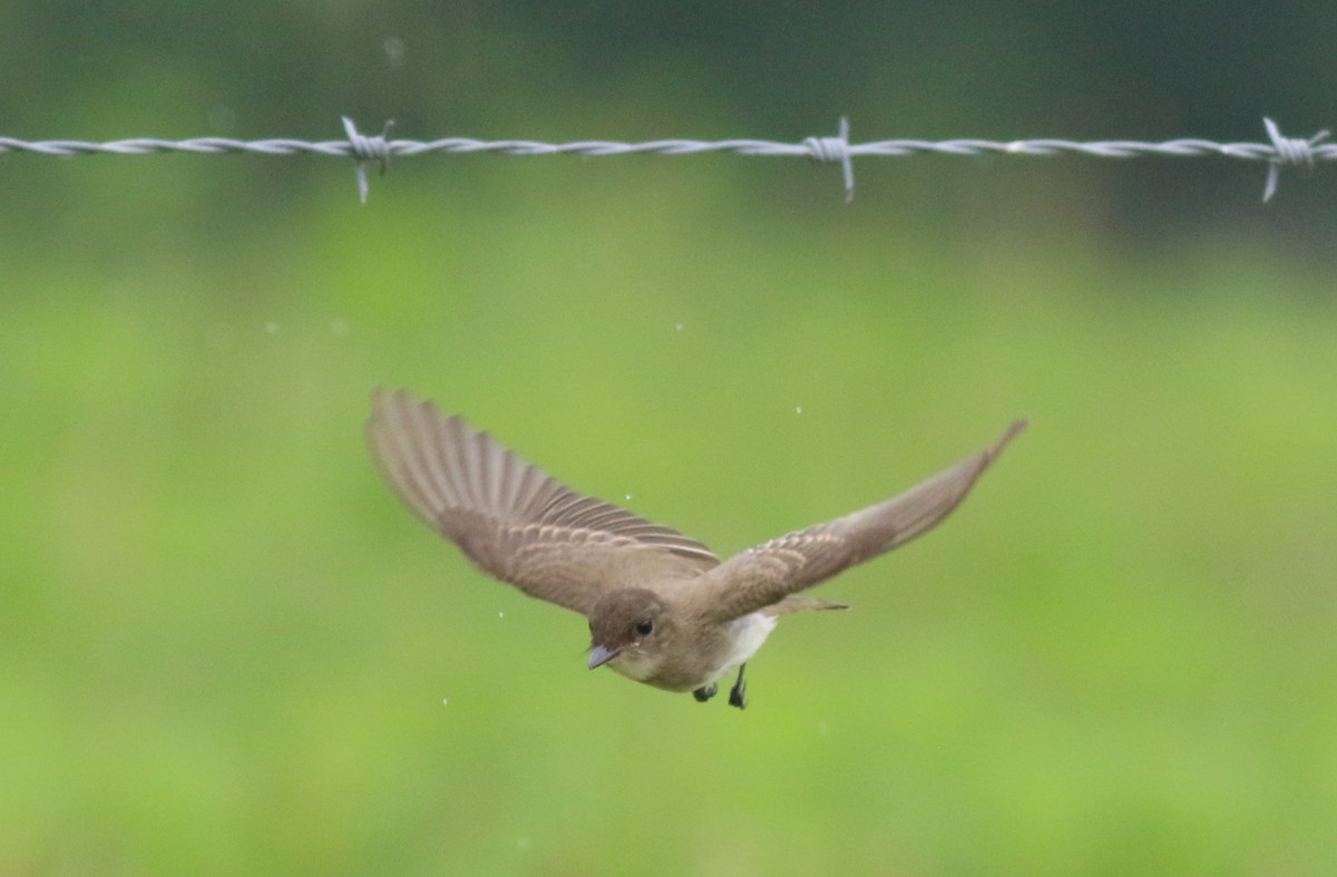 Eastern Phoebe - ML638912012