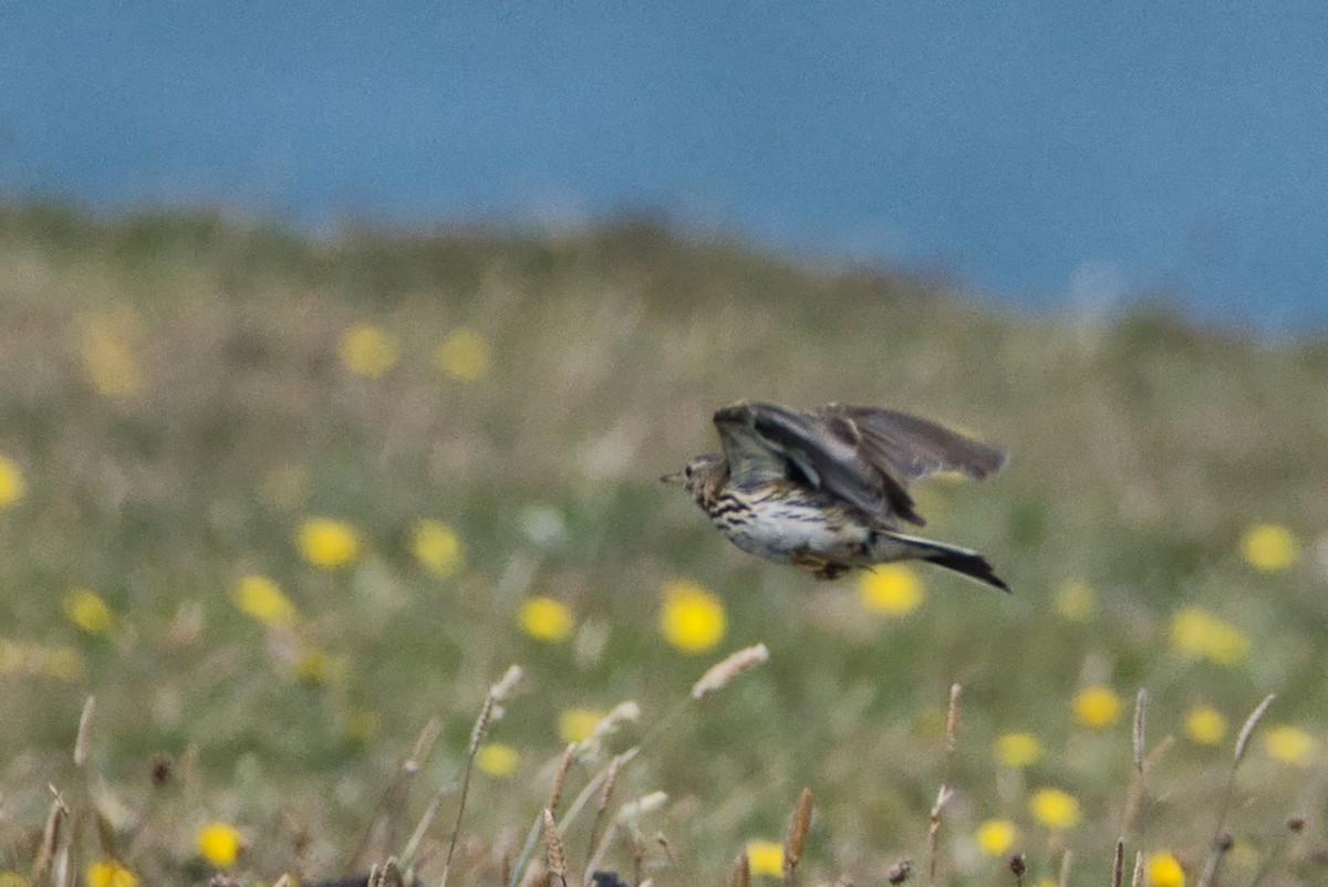 Meadow Pipit - ML638912014