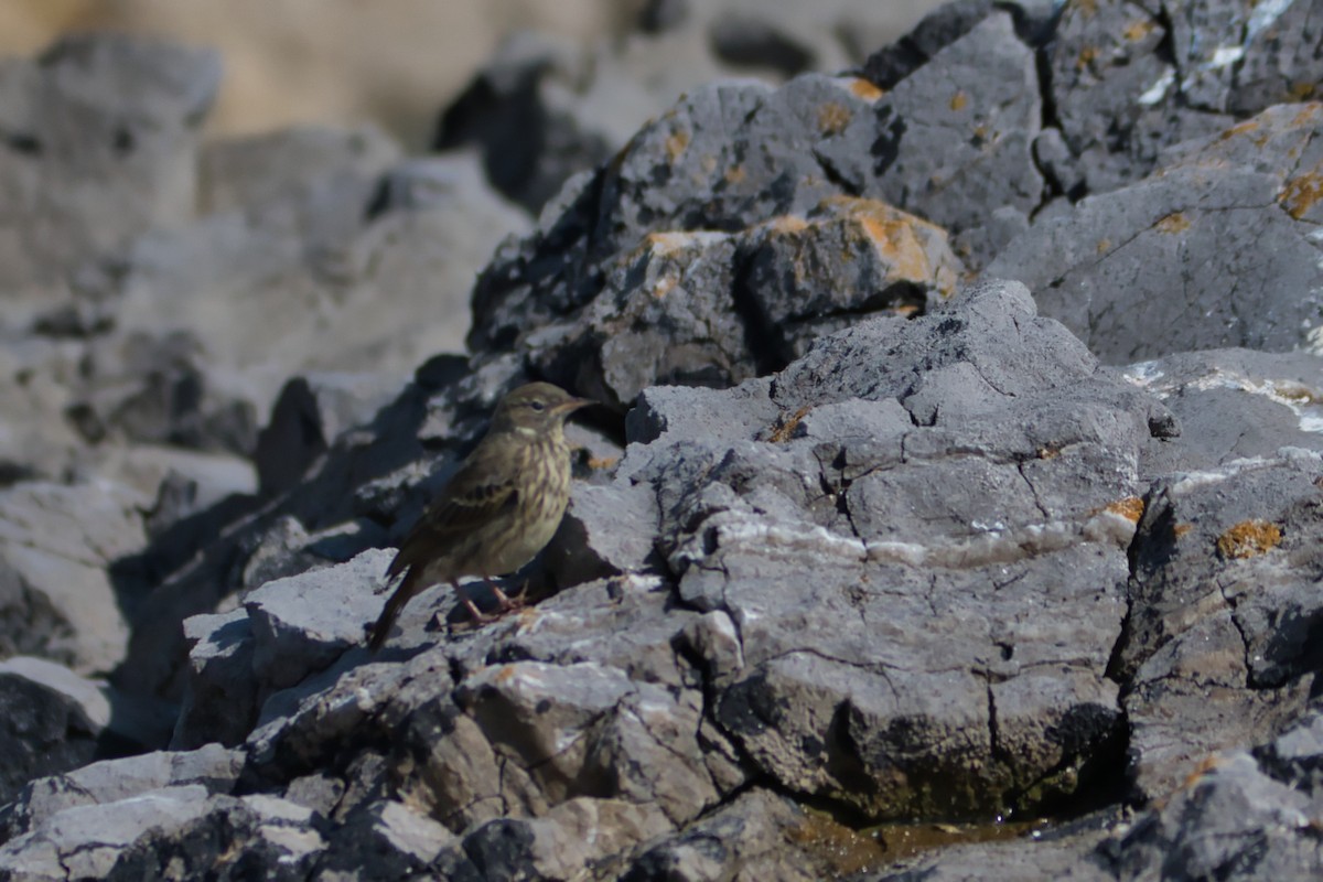 Rock Pipit - ML638912015