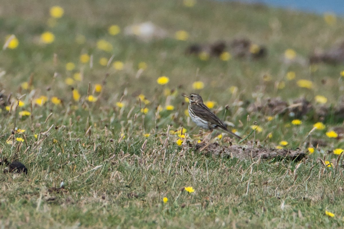 Rock Pipit - ML638912016