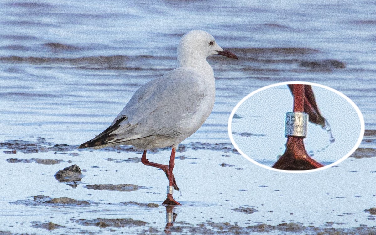 Slender-billed Gull - ML638912018