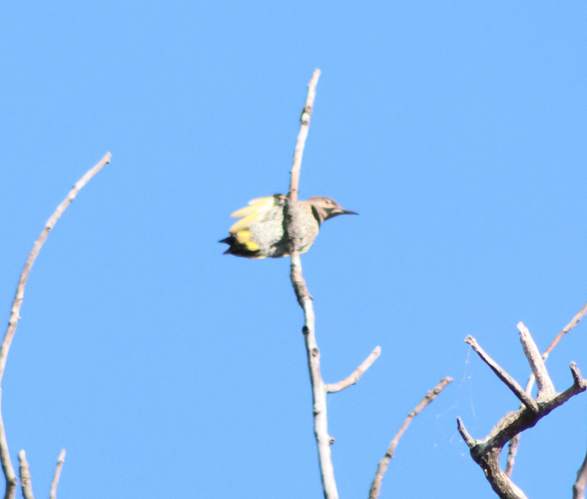 Northern Flicker (Red-shafted) - ML638912019