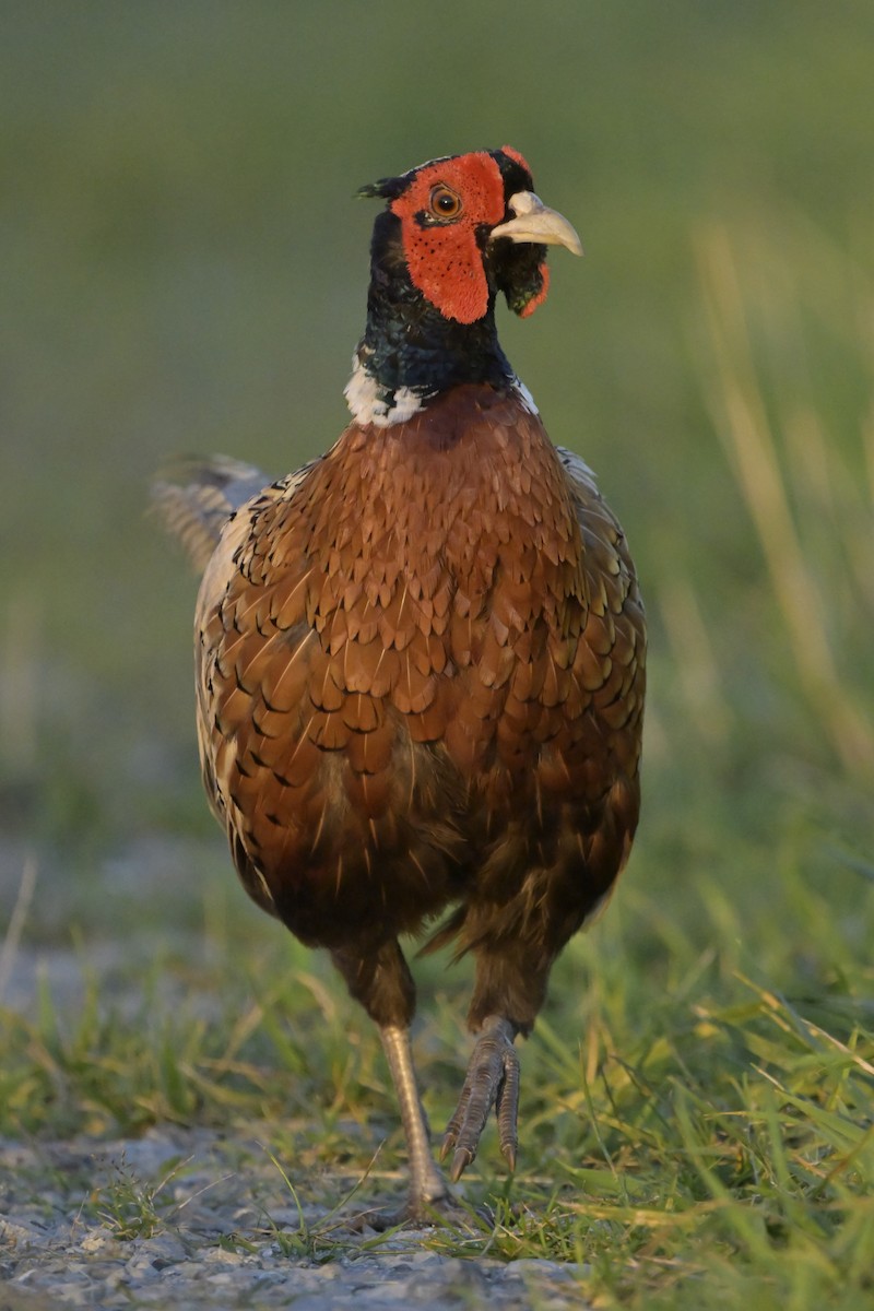 Ring-necked Pheasant - ML638912021