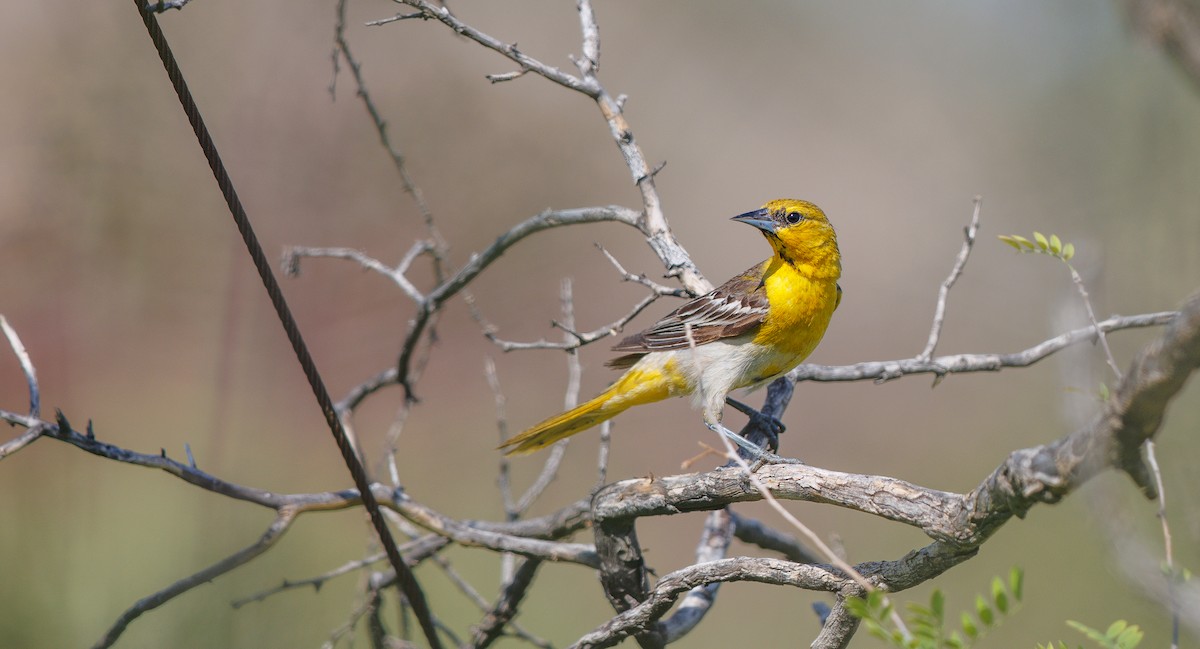 Bullock's Oriole - ML638912026