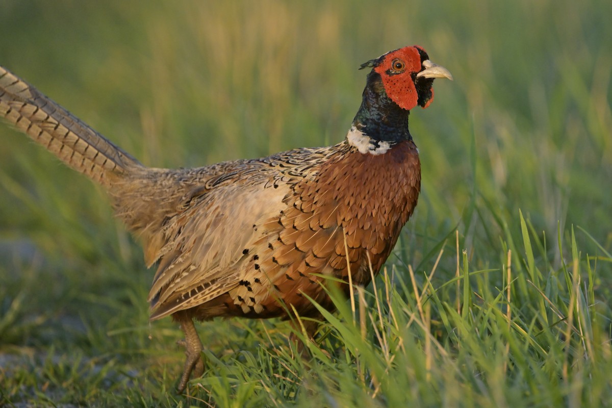Ring-necked Pheasant - ML638912028