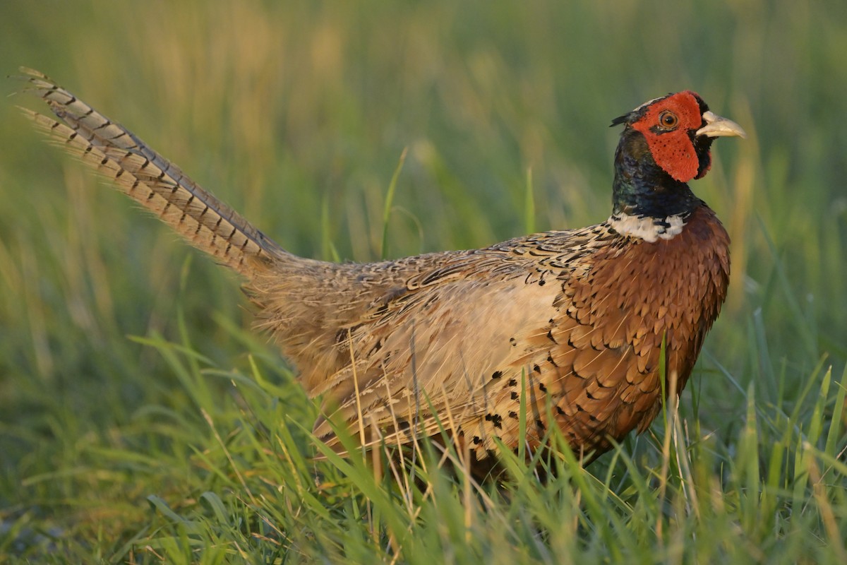 Ring-necked Pheasant - ML638912029