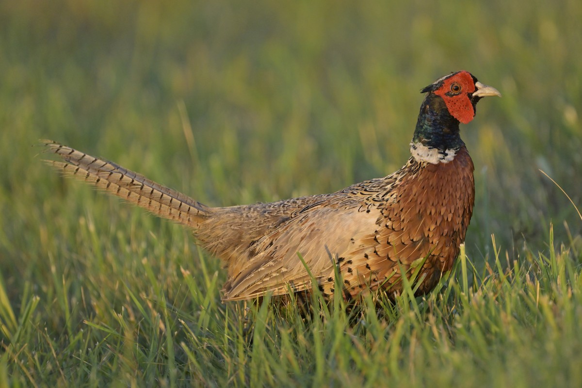 Ring-necked Pheasant - ML638912030