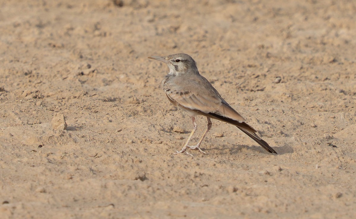Greater Hoopoe-Lark - ML638912035