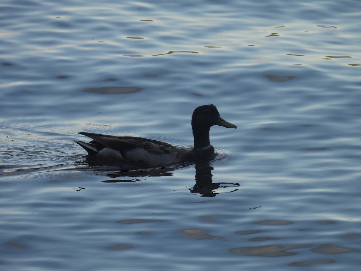 Mallard - ML638912039