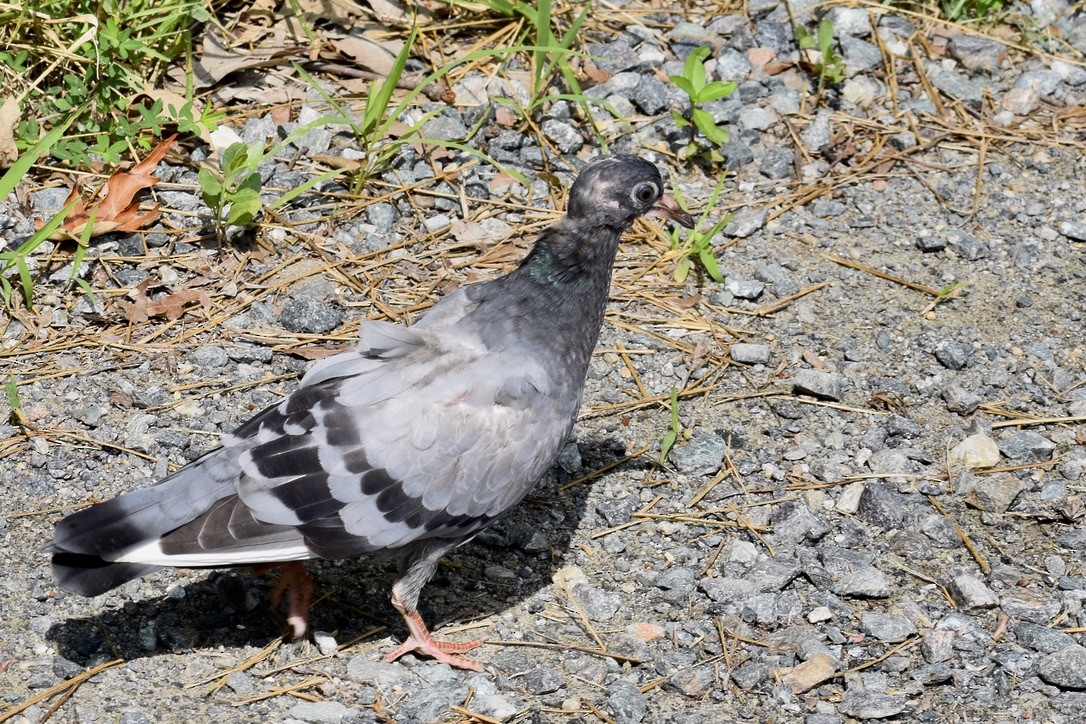 Rock Pigeon (Feral Pigeon) - ML638912046