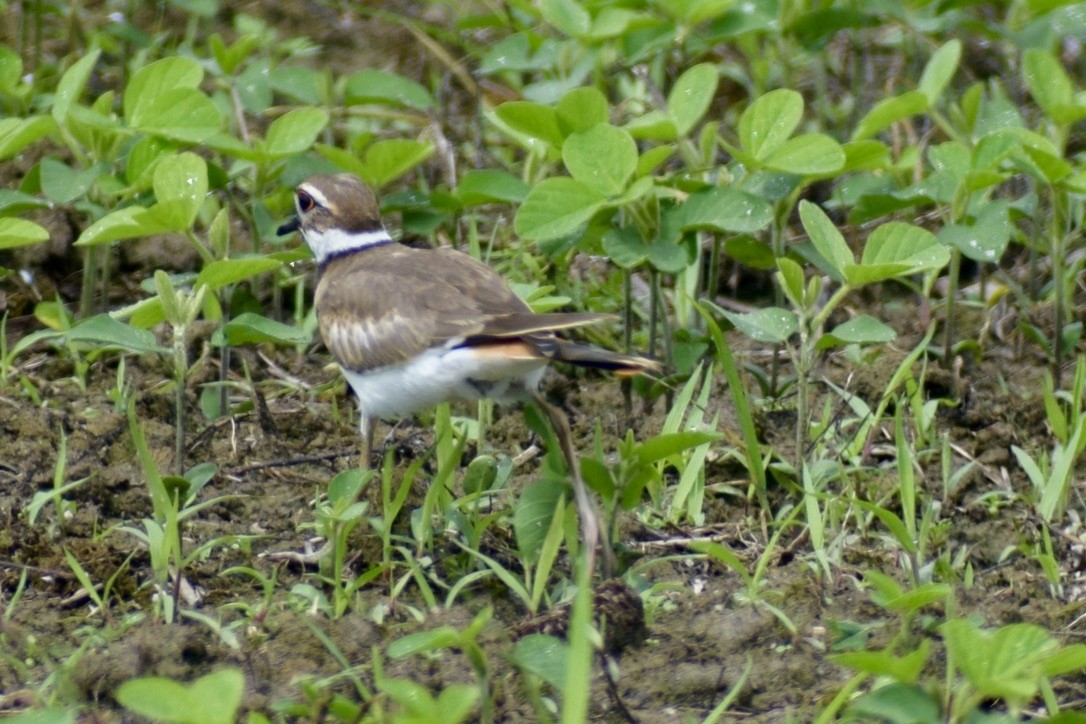 Killdeer - ML638912069