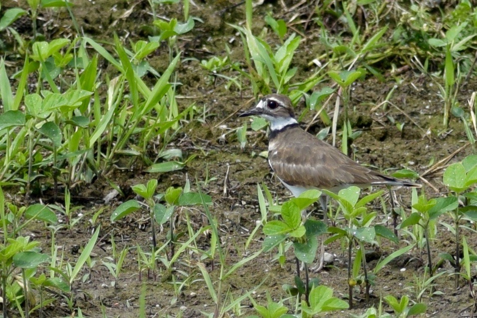 Killdeer - ML638912070