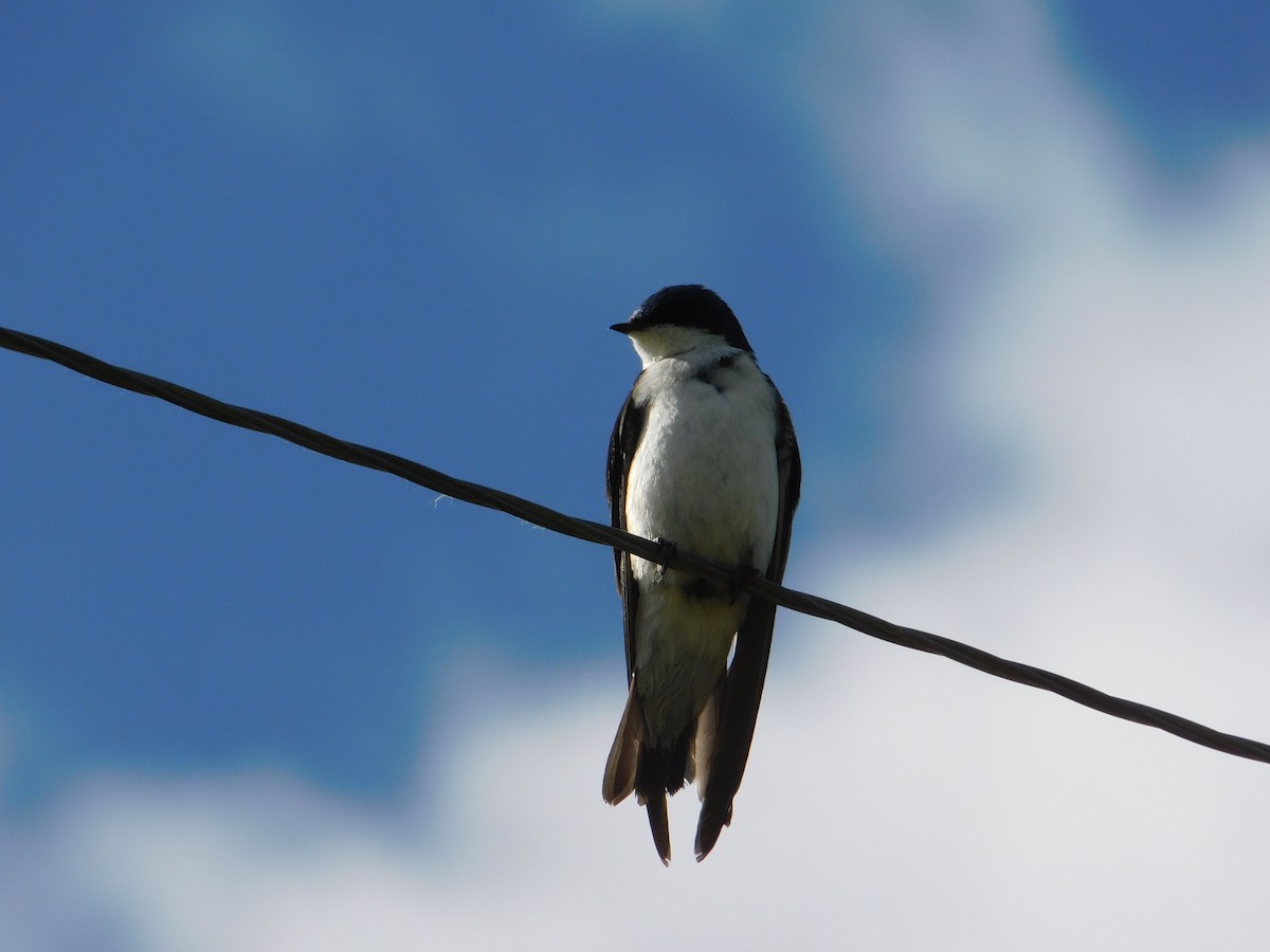 Tree Swallow - ML638912075