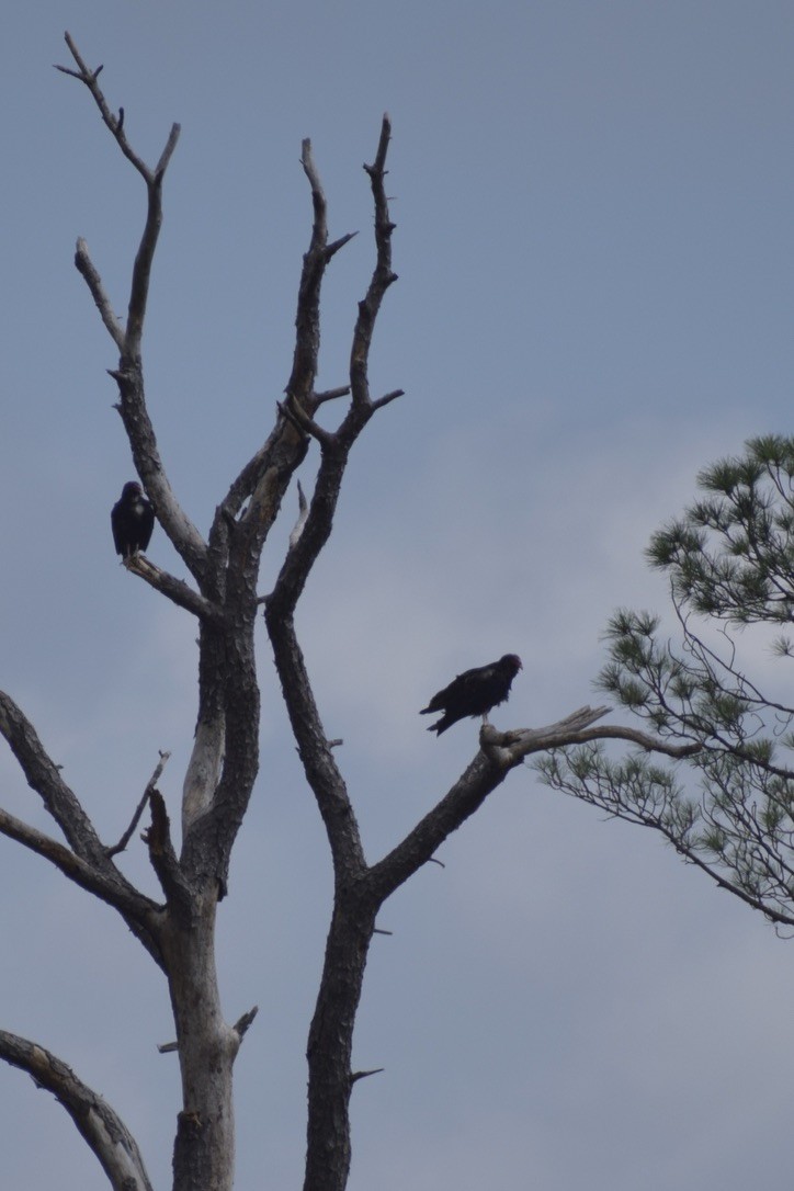 Turkey Vulture - ML638912161