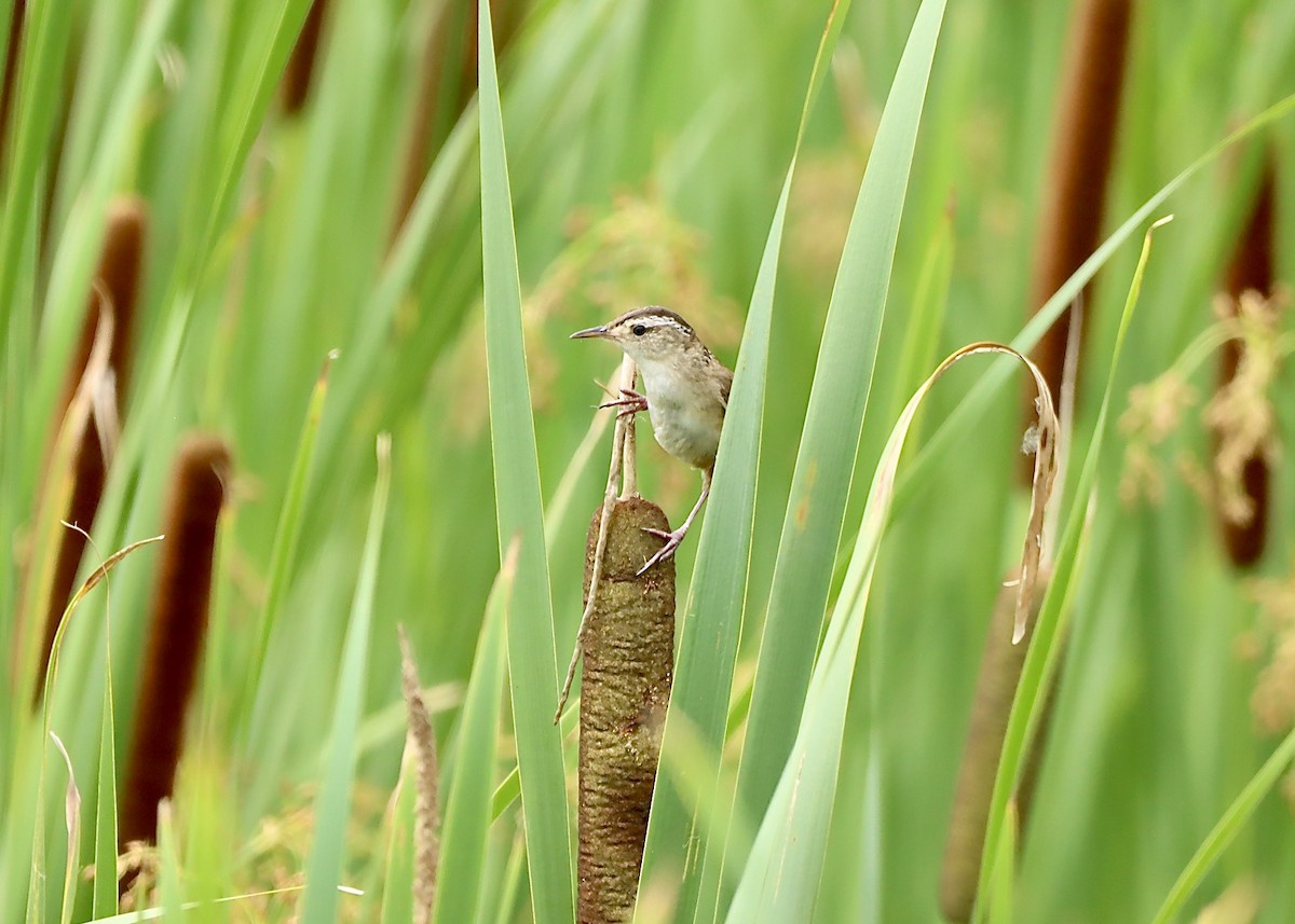 Marsh Wren - ML638912176