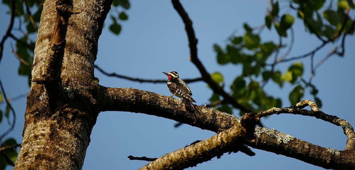 Yellow-bellied Sapsucker - ML638912204