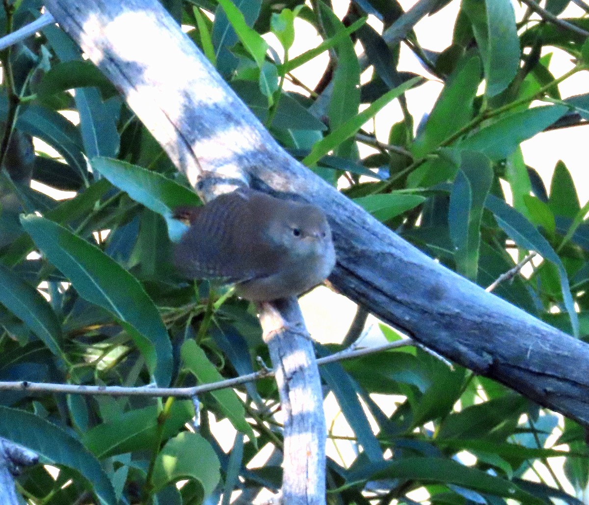 Northern House Wren - ML638912209