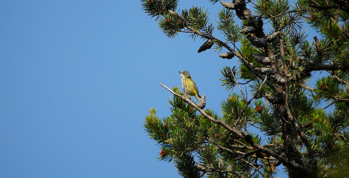 Blue-headed Vireo - ML638912217