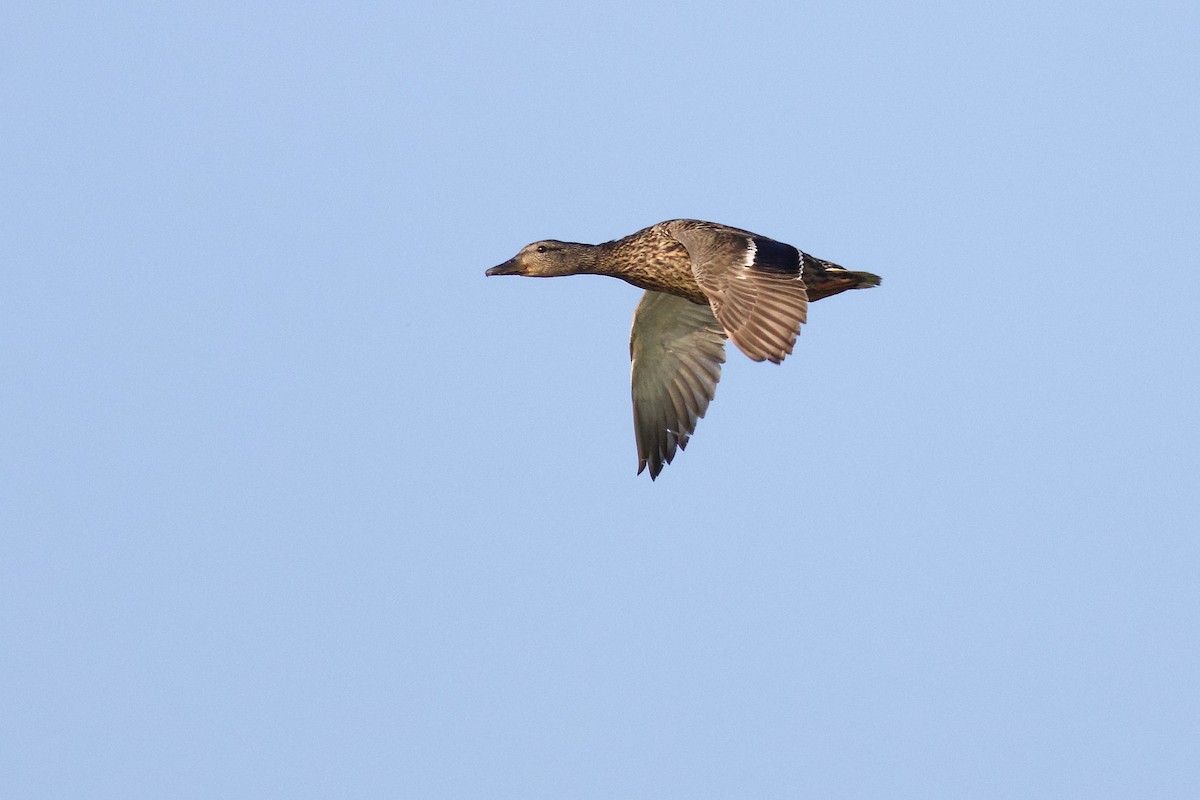 Mallard - ML638912236