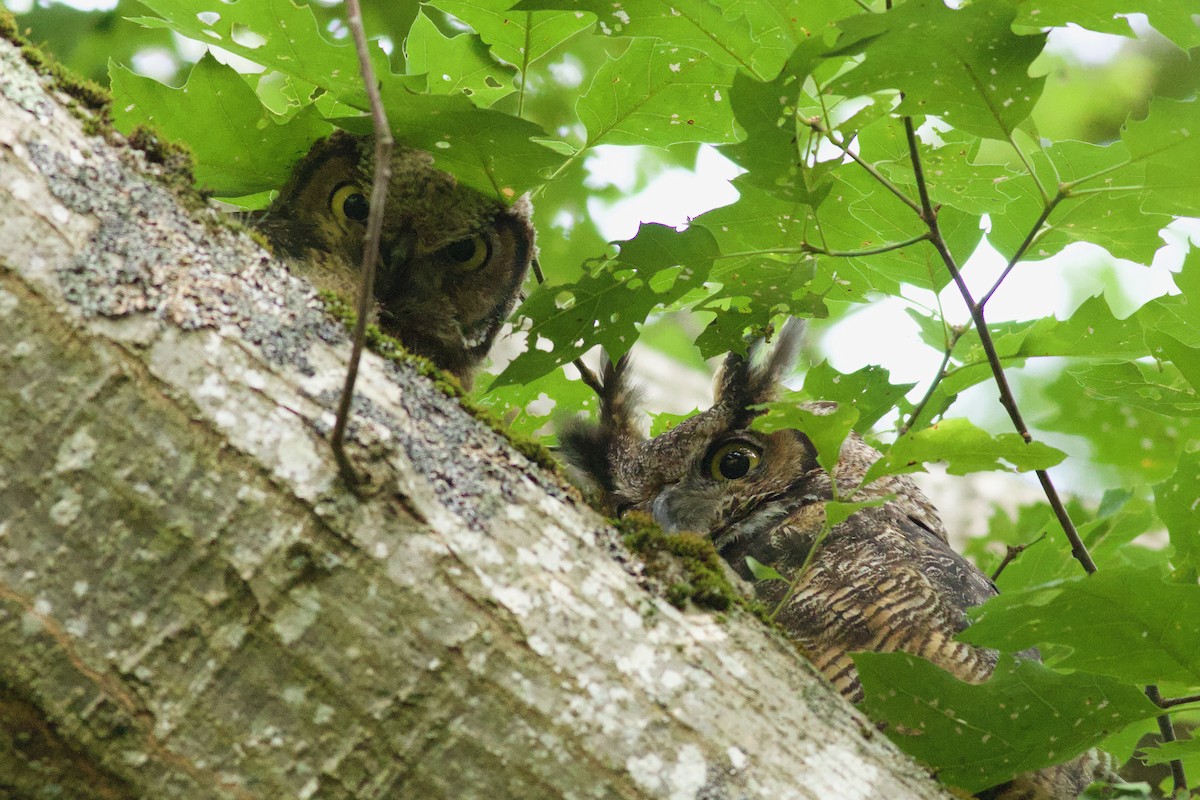 Great Horned Owl - ML638912241