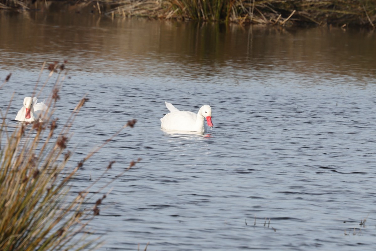 Coscoroba Swan - ML638912271