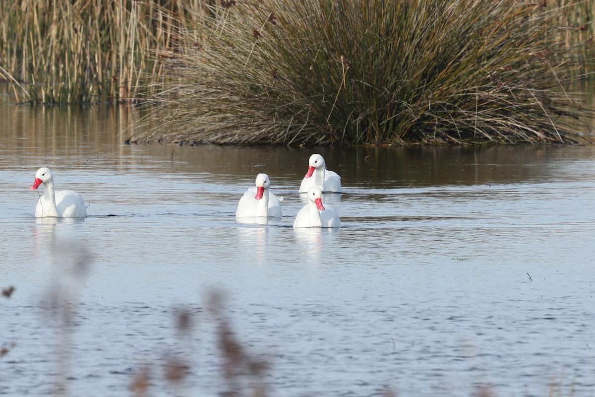 Coscoroba Swan - ML638912272