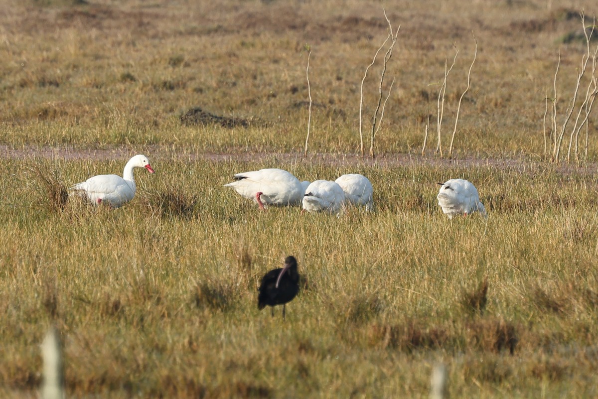 Coscoroba Swan - ML638912273