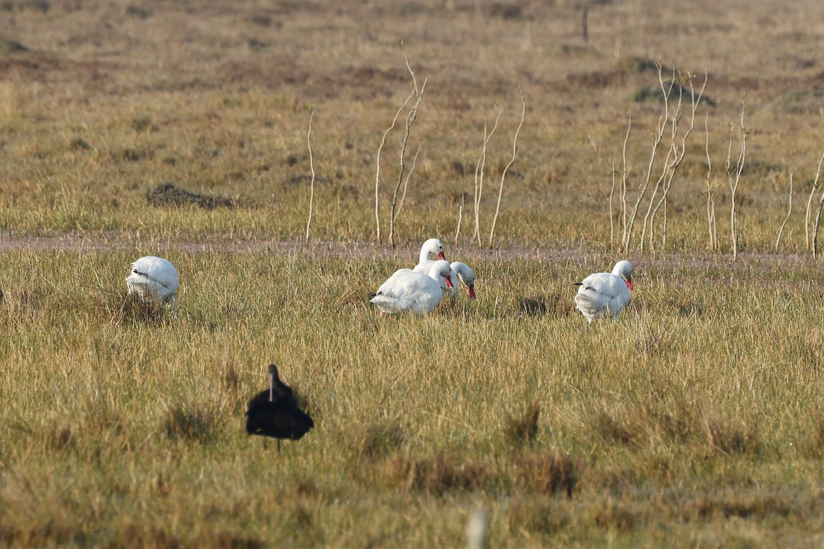 Coscoroba Swan - ML638912274