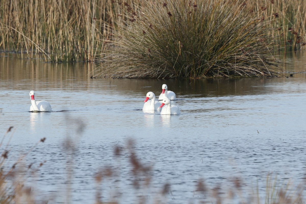 Coscoroba Swan - ML638912277