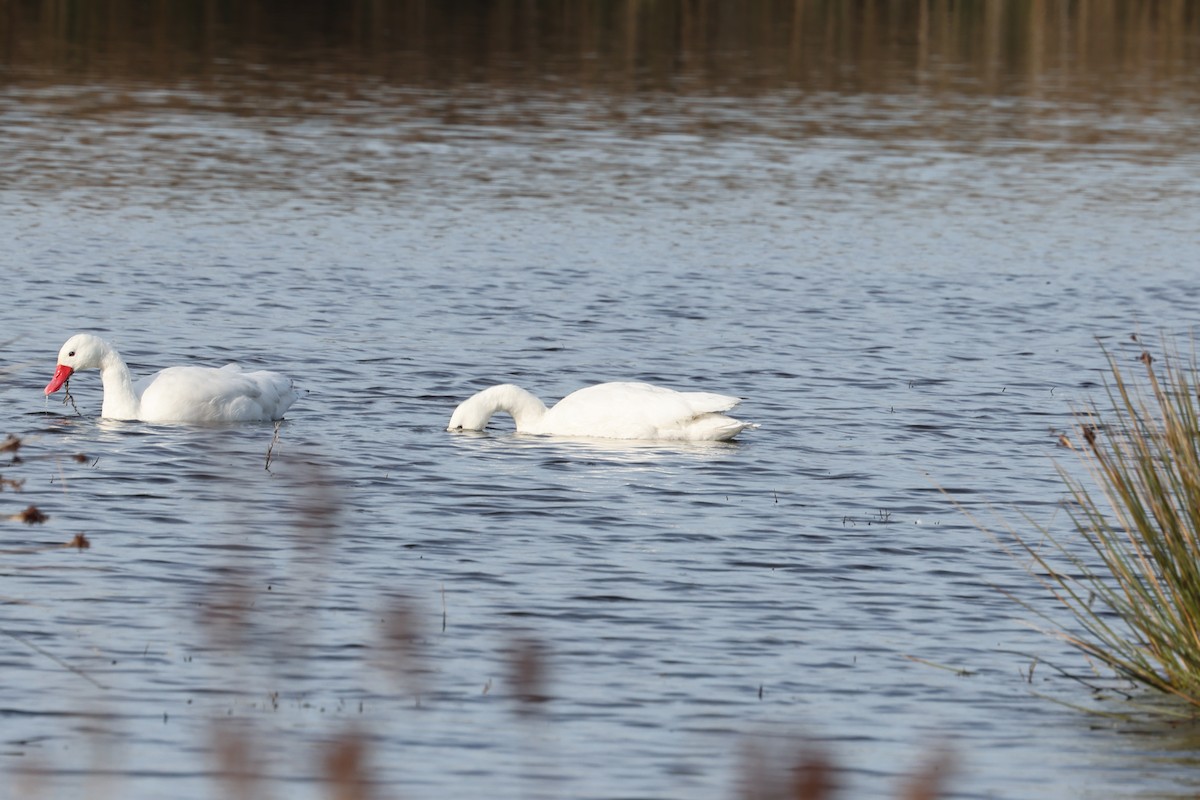 Coscoroba Swan - ML638912280
