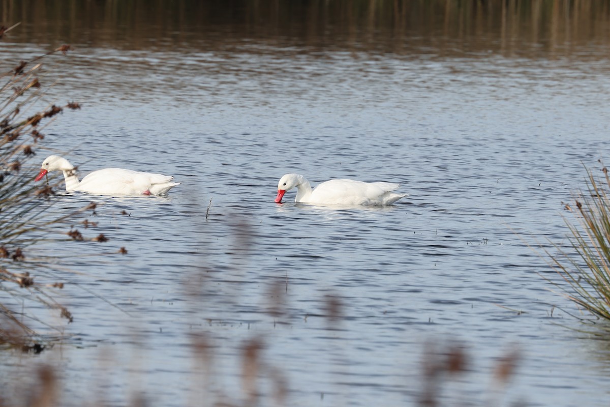 Coscoroba Swan - ML638912281