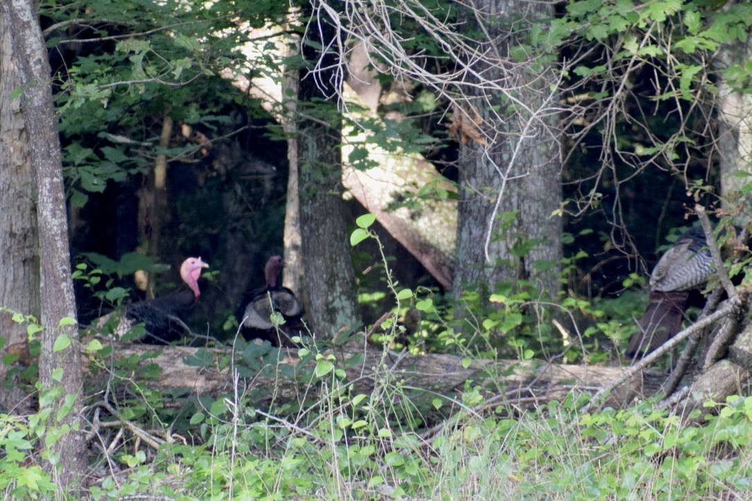 Wild Turkey - ML638912288