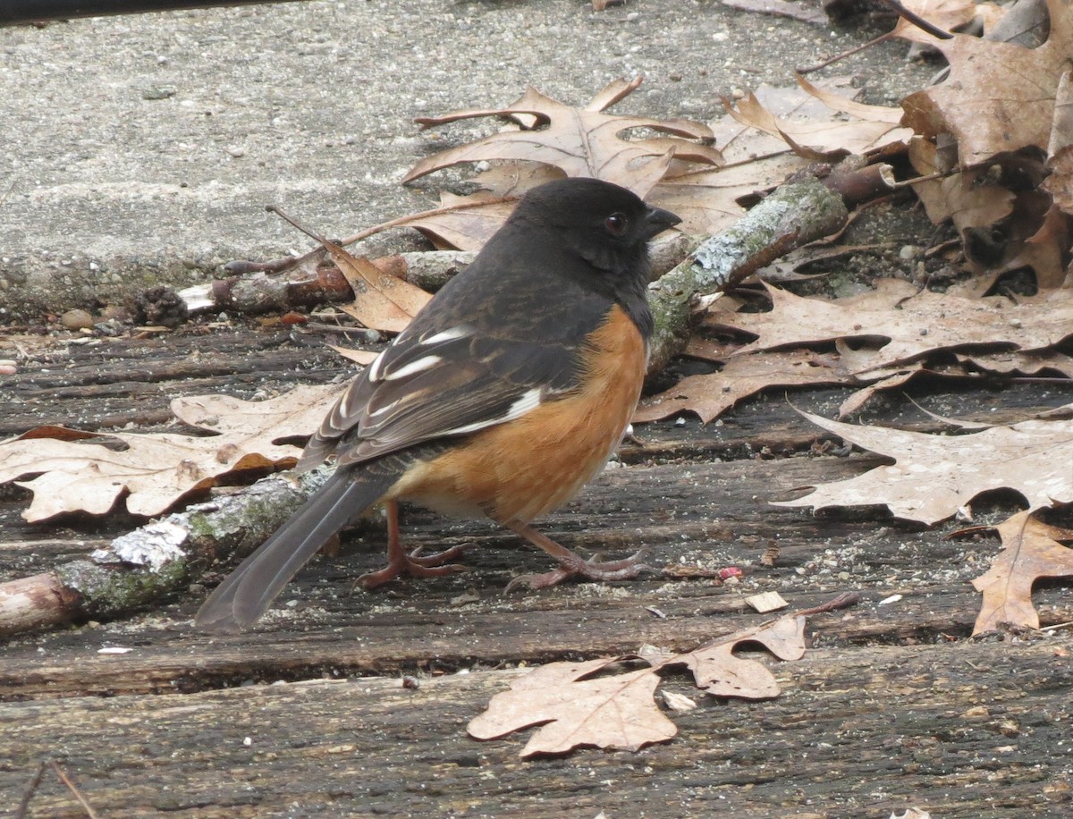 Eastern Towhee - ML638912311