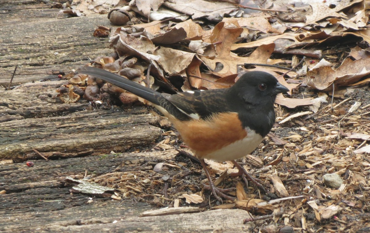 Eastern Towhee - ML638912312