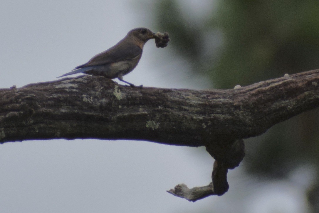 Eastern Bluebird - ML638912325